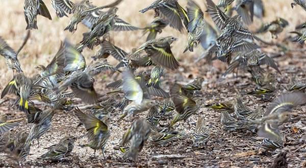Eric Bodker / Macaulay Library at the Cornell Lab of Ornithology (ML611952183)